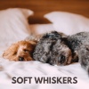 Music for Leaving Dogs Home Alone - Soft Whiskers