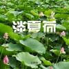 张雅淇 - 淡夏荷