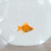 The Combine Church - Gold Fish
