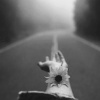 臻尚头 - 混的人旋律3.1