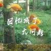 杨一琪 - 回忆成了大问题