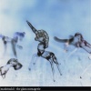 madotsukii - the glass menagerie