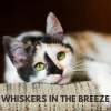 Cat Music - Whiskers in the Breeze