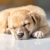 Piano: relajación clásica、Lista de reproducción de piano clásico、Piano de jazz clásico - El Piano Tranquilo Calma A Los Perros