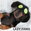Music for Leaving Dogs Home Alone - Lazy Paws
