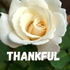 Layzerd - Thankful