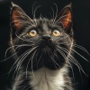 Quiet Wonder、Relaxing Music for Cats、Cat Music! - Calm Cats Relaxing Tunes