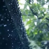 茂林修竹 - 白水急流，大雨和遥远的雷霆 - 完美的音频循环