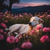 Natural Theta Wave Sleep、Sleeping Music、Sleepify - Fall Asleep Fast Music