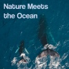 Sea of Waves、Streaming Waves、Waves for Sleep - Forest Breeze and Surf