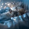Pet Care Club - Cozy Spot for Pets