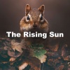 Bird Sound Collectors - Harmonising Compassion