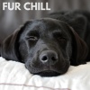 Music for Leaving Dogs Home Alone - Fur Chill