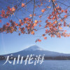 玲珑yu - 天山花海
