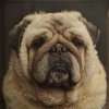 Dog Relaxation Music、Dog Calming Music、Calming for Dogs - We All Know
