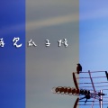 沙皮 - 再见瓜子弦