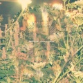 ed harris、t+pazolite - Owls on Cloud Nine