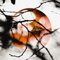 Once A Tree - Coastal Rain