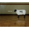 S.R.S - sometimes -b.c.-