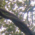 growing - Sussex