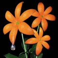 Orange Range - 花