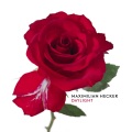 Maximilian Hecker - Daylight (Single Version)
