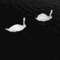 Cashmere Cat、Ariana Grande - Adore