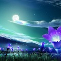 左旗 - 南方的夜