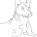 Basenji - Dawn