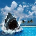 Savant - Shark