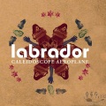 Labrador - Miracle