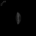 Clams - Spirytus