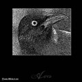 Aves - Untitled 3