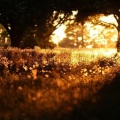 Skyvoice、Sparkle - Luminescent