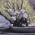 White Walls - For the Time Being