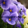 Paduraru - Cooperation