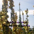 Paduraru - Heknows Hiscreation