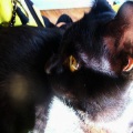 whoo - みつけて。。。nico♪・・・～