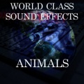 World Class Sound Effects - Bird Geese Group By Lake Echo Distant Animal North America Sound Effects Sound Effect Sounds EFX Sfx FX Animals Birds