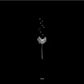 Tülpa - Dandelion