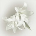 Lill - Rewrite