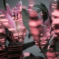 Vada - see it now