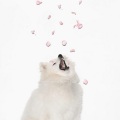 Basenji、Scenic、Beck - Petals