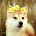 花の誓い言
