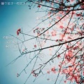 新元素音乐社 - 樱花雨