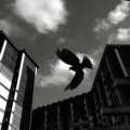 NoFearFamily - Fly Away