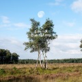 I Am Oak - Geest