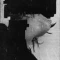 These Hidden Hands、Lucrecia Dalt - These Moments Dismantled