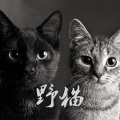 SuperJump安逸 - 野猫