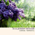 Владимир Нечаев - Сирень (черёмуха)